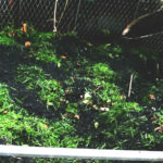 Aus Rasenschnitt einen hochwertiger Dünger und Mulchmaterial herstellen