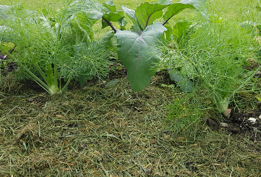 Rasenmulch im Gemüsebeet