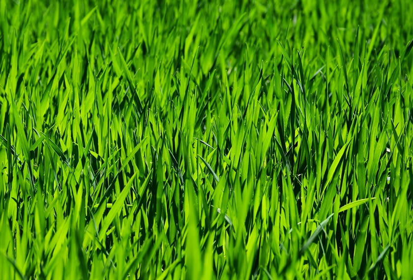 Saftig grüner Rasen