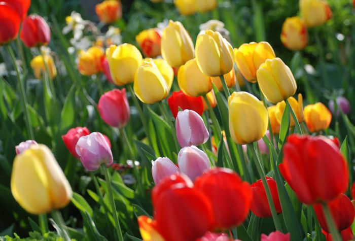 Tulpen von gelb über orange bis rot und lila
