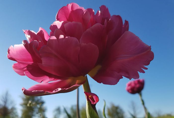 Pinke Tulpe mit gefüllter Blüte