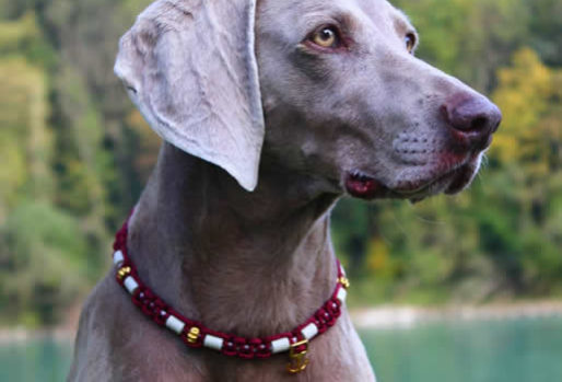 Brauner Hund mit einem roten EM-Keramikhalsband Lupa um Zecken mit EM begegnen