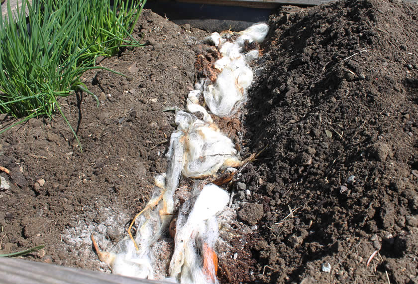 Schafwolle Einbringen