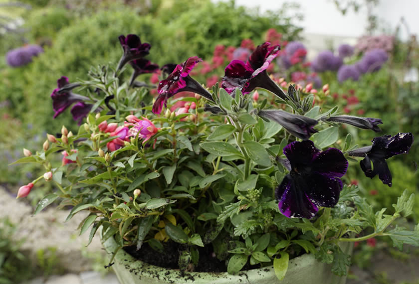 Balkonblumen-eintopfen-mit-bokashi-EM-Chiemgau-1