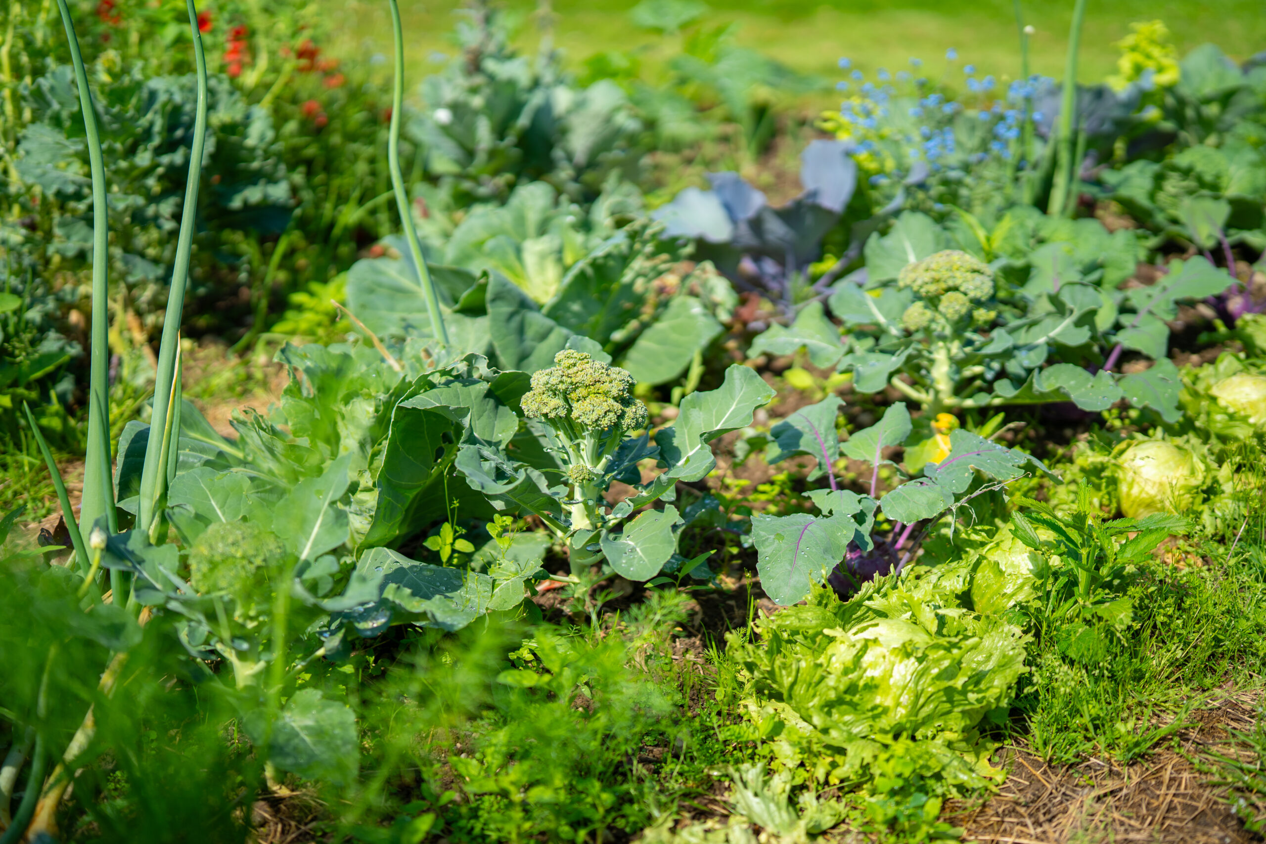 EM-Garten-im-Sommer
