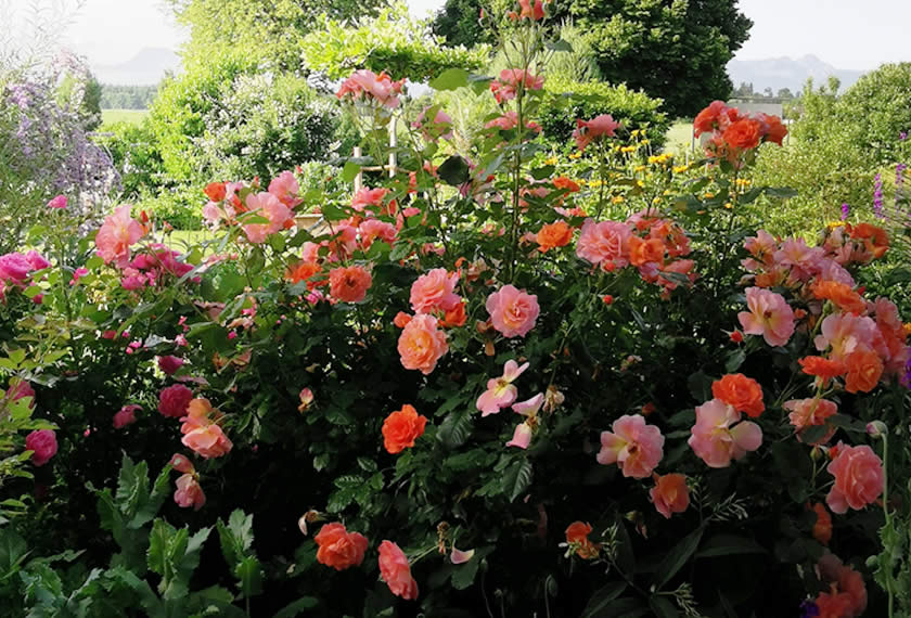Rosenpflege im Sommer an einem schönen Rosenstrauch
