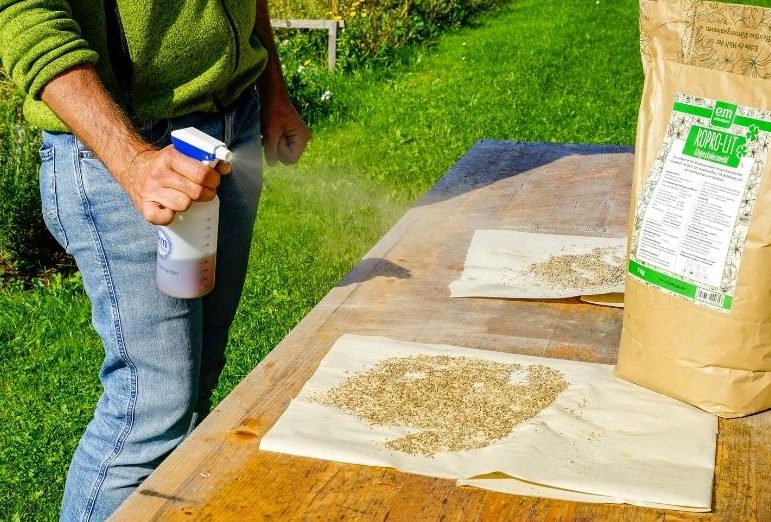 Grassamen beizen mit EM-aktiv und RoPro-Lit Gesteinsmehl