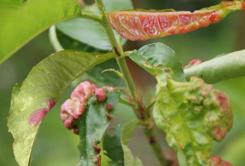 Was tun wenn Pfirischbäume von der Kräuselkrankheit betroffen sind?
