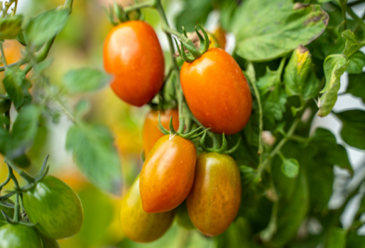 Tomaten anbauen mit EM – Ergebnis