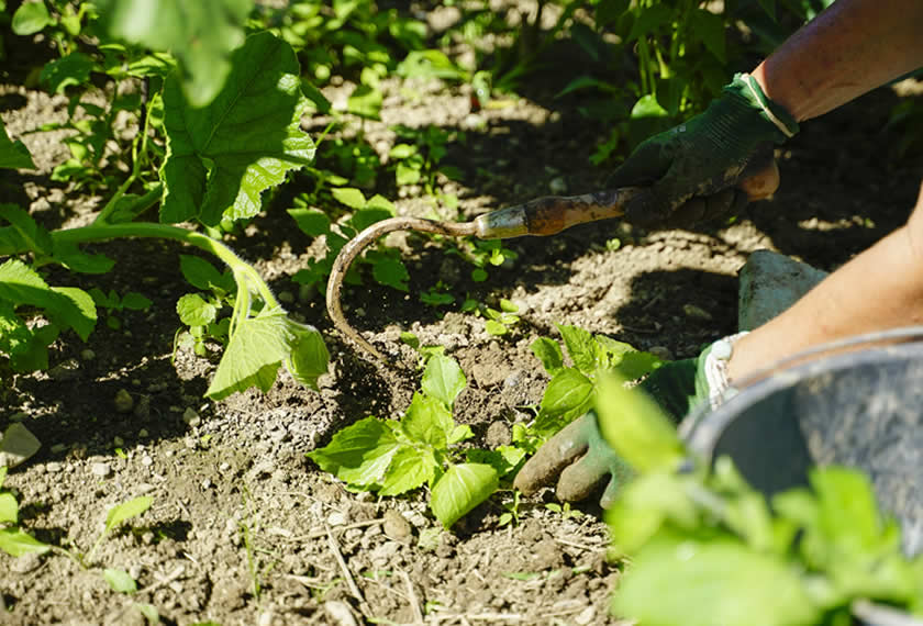 Mulchen mit Rasenschnitt Sauzahn Erde lockern