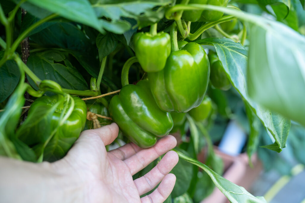 220803 Besuch Steidle 15 Scaled