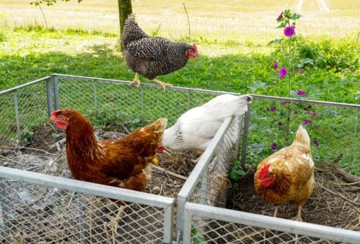 Glückliche Hühner auf einem Kompost