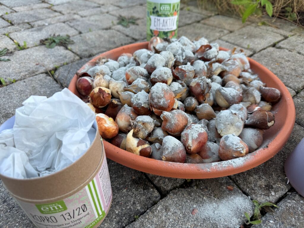 Tulpenzwiebeln Behandeln Scaled