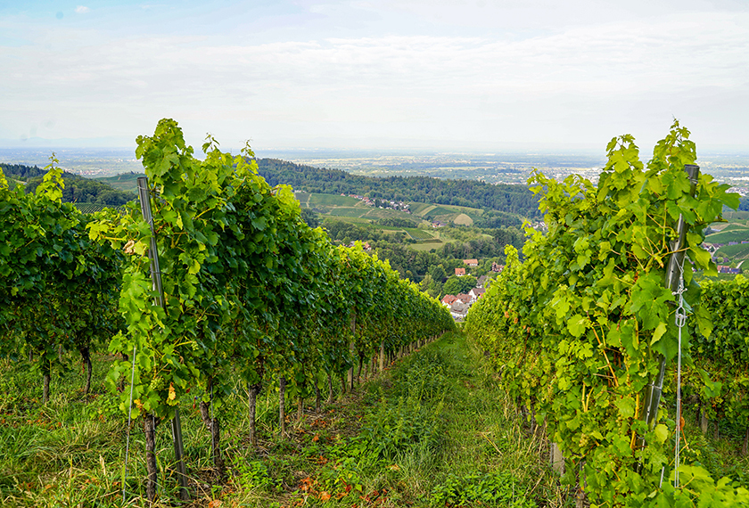 Fachtag - Regenerativer Weinbau in der Praxis am 28.02.2024 - EM-Chiemgau