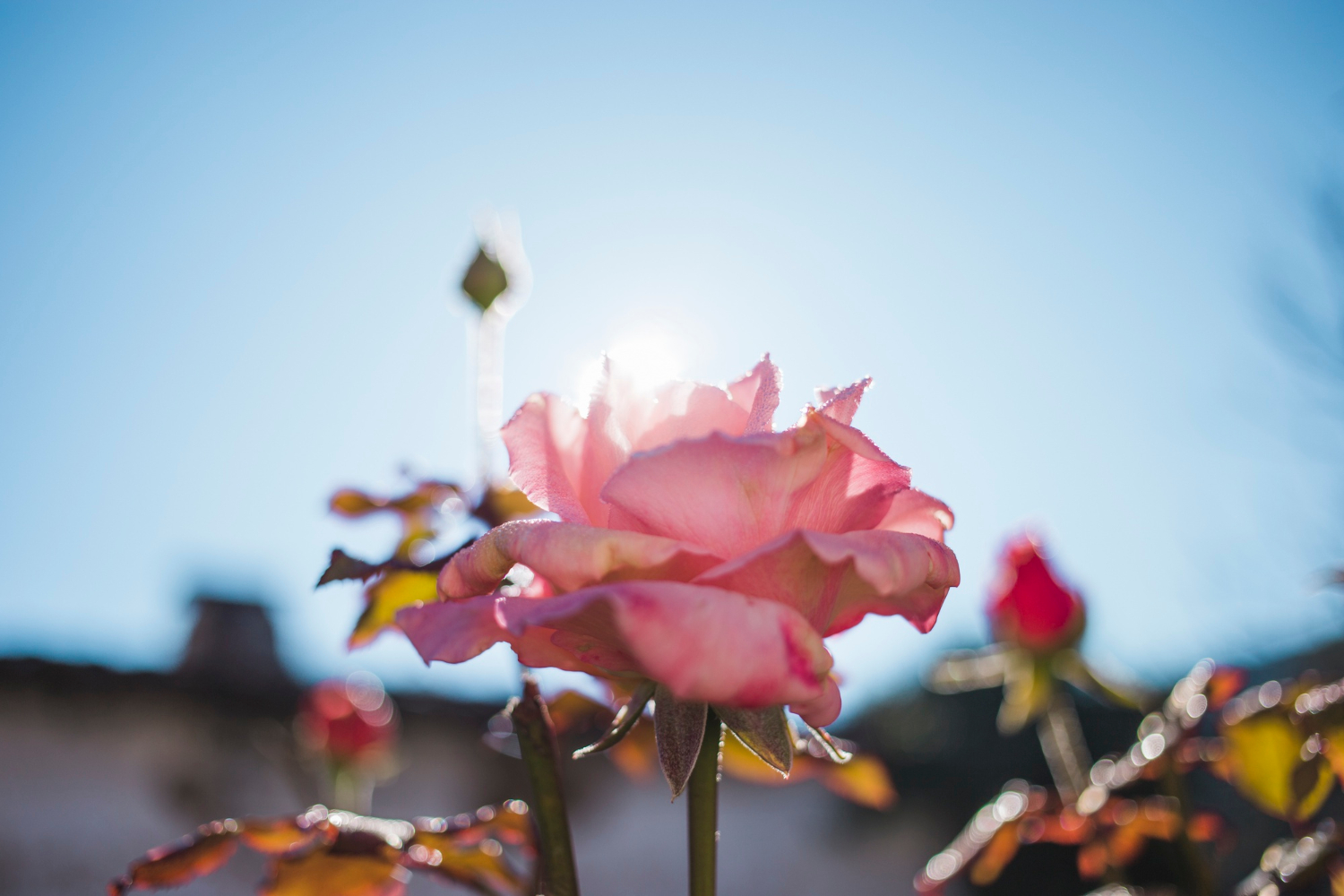 Rose im Frühling