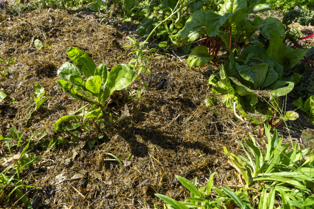 Rasenbokashi als Mulch im Beet
