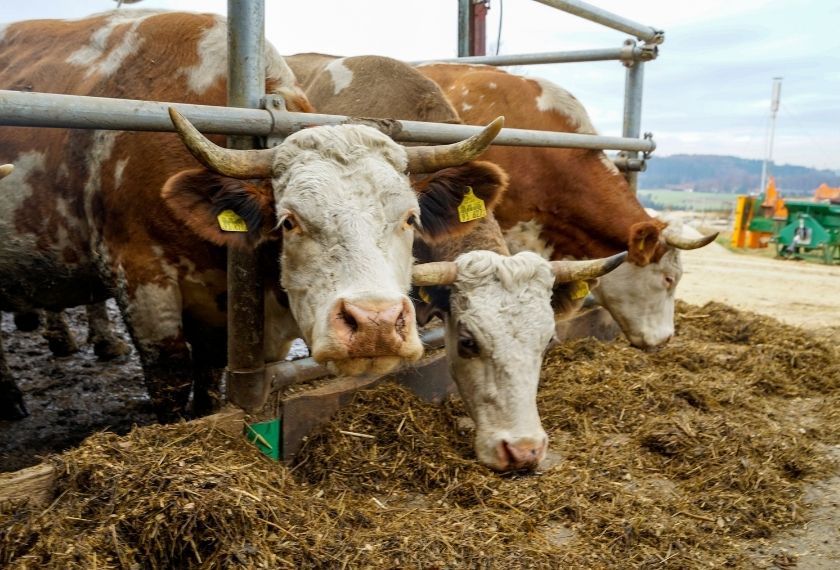 Kühe mit Silage