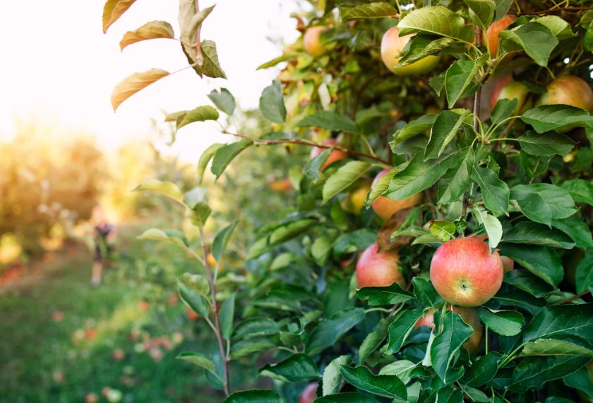 Obstbaum Webinar